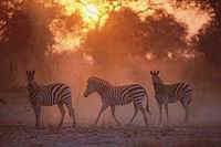 007 zebrasunset.jpg (6255 Byte)